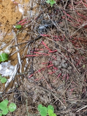 Clavulinopsis sulcata