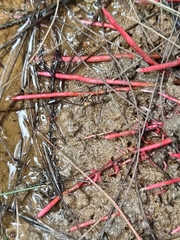 Clavulinopsis sulcata