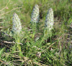 Pedicularis physocalyx
