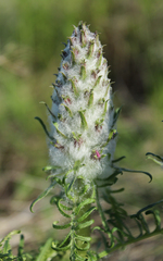 Pedicularis physocalyx