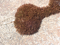 Hymenoloma crispulum