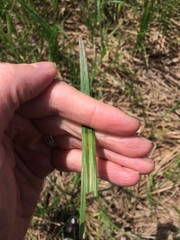Carex lacustris