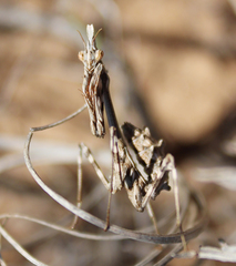 Empusa pennicornis