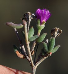 Trichodiadema setuliferum