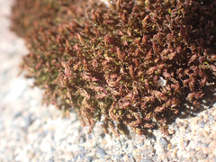 Hymenoloma crispulum