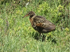 Rallus obsoletus levipes