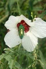 Acmaeodera viridaenea viridaenea