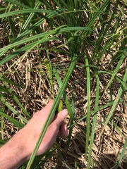 Carex lacustris