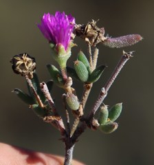 Trichodiadema setuliferum