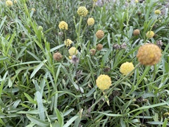 Pycnosorus chrysanthus