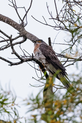 Hierococcyx sparverioides