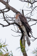 Hierococcyx sparverioides