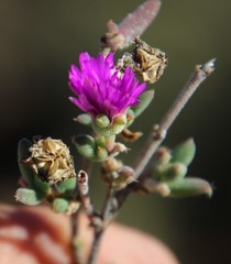 Trichodiadema setuliferum