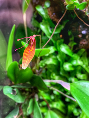 Restrepia trichoglossa