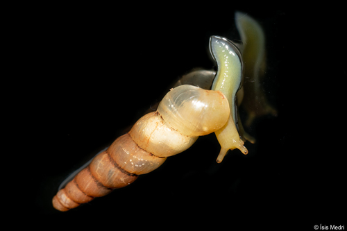 Miniature Awlsnail