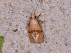 Cochylis caulocatax