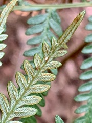 Pteridium esculentum esculentum