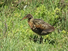 Rallus obsoletus levipes