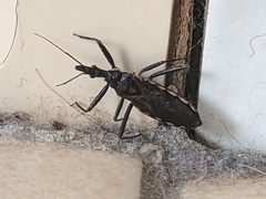 Piestolestes obscurus
