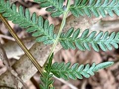 Pteridium esculentum esculentum