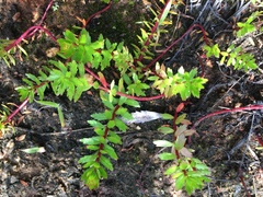 Laurembergia repens