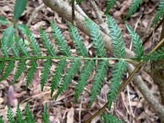 Pteridium esculentum esculentum