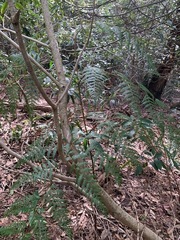 Pteridium esculentum esculentum
