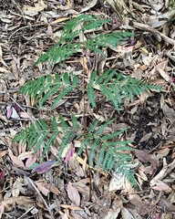 Pteridium esculentum esculentum