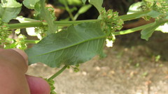 Rumex conglomeratus