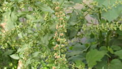 Rumex conglomeratus
