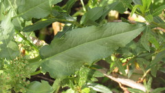 Rumex conglomeratus