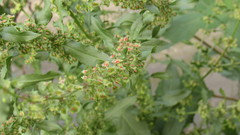 Rumex conglomeratus