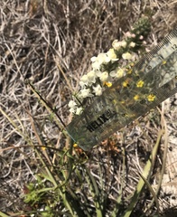 Sairocarpus coulterianus