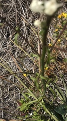 Sairocarpus coulterianus