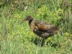 Rallus obsoletus levipes
