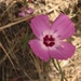 Clarkia lewisii - Photo (c) samanthaspurlin, algunos derechos reservados (CC BY-NC), subido por samanthaspurlin