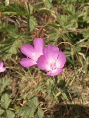 Clarkia lewisii
