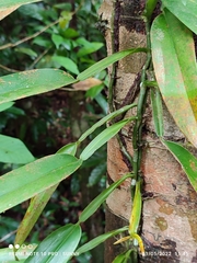 Scindapsus hederaceus