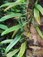 Scindapsus hederaceus