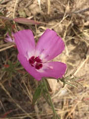 Clarkia lewisii