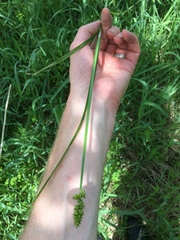 Carex stipata