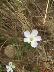 Leptosiphon grandiflorus