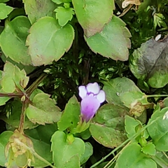 Torenia