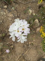 Leptosiphon grandiflorus