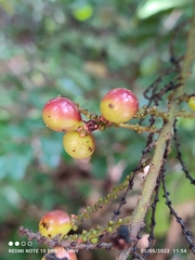 Ampelocissus elegans