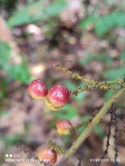 Ampelocissus elegans