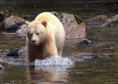 Ursus americanus kermodei