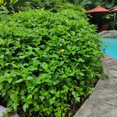 Sphagneticola trilobata