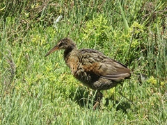 Rallus obsoletus levipes