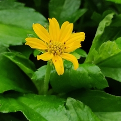 Sphagneticola trilobata